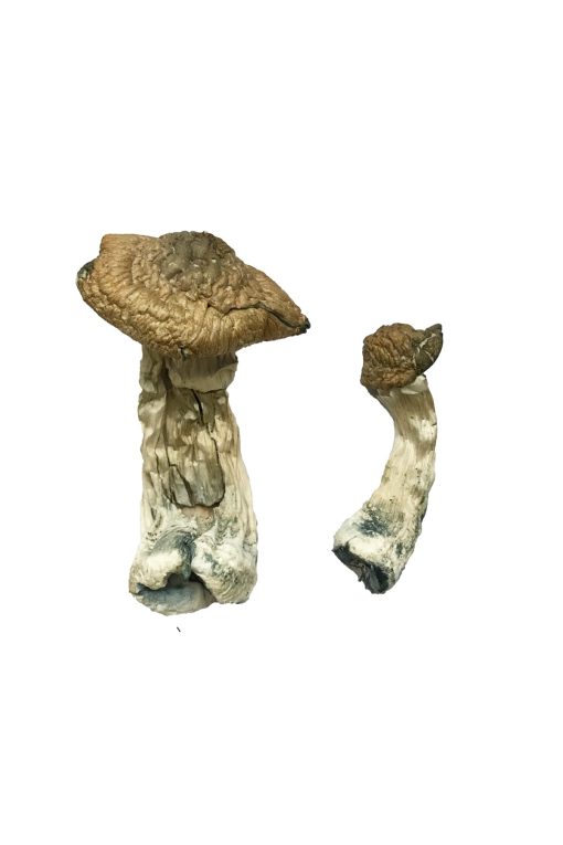 Buy Tri-Colour Ecuadorian Magic Mushrooms