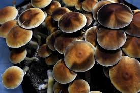 Microdose Mushrooms For Sale