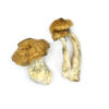 DC Mak Magic Mushrooms for sale