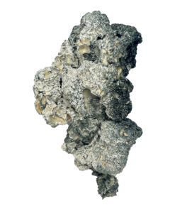 Enigma Magic Mushrooms For Sale