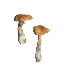 Alternative view of Penis Envy 6 Magic Mushrooms