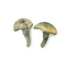 Buy Albino Thai Lipa Yai Magic Mushrooms
